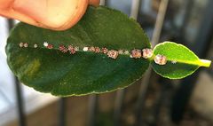 Ceroplastes sinensis