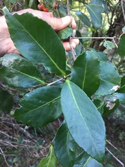 Elaeodendron