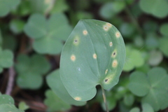 Puccinia sessilis