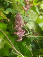 Orobanche hederae