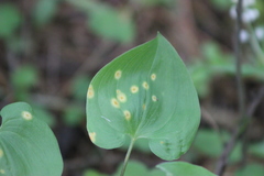 Puccinia sessilis