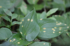 Puccinia sessilis
