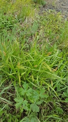 Carex arnellii
