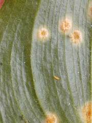 Puccinia sessilis