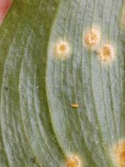 Puccinia sessilis