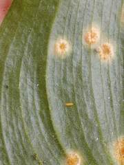 Puccinia sessilis