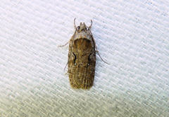 Agonopterix curvilineella