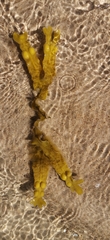 Fucus vesiculosus