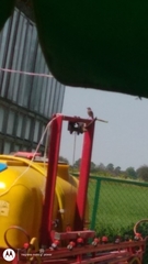 Phoenicurus ochruros