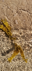 Fucus vesiculosus