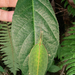 Chirping Leaf-Mimics - Photo (c) Kristof Zyskowski, some rights reserved (CC BY), uploaded by Kristof Zyskowski