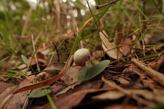 Corybas barbarae