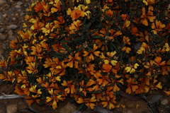 Hibbertia selkii