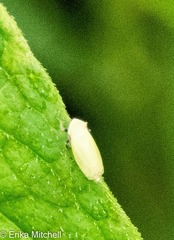 Verdanus
