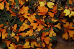 Hibbertia selkii