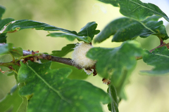 Andricus quercusramuli