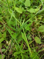 Dianthus superbus