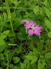 Dianthus superbus