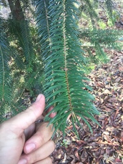Abies bracteata