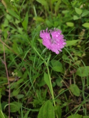 Dianthus superbus