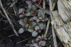 Ludwigia repens