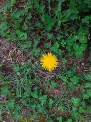 Taraxacum