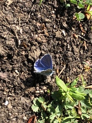 Polyommatus icarus