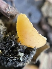 Geopyxis carbonaria