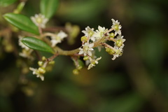 Trymalium ledifolium