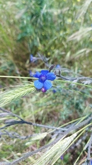 Anchusa azurea