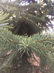 Abies bracteata