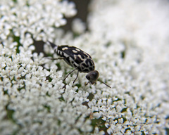 Hoshihananomia octopunctata