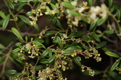 Trymalium ledifolium