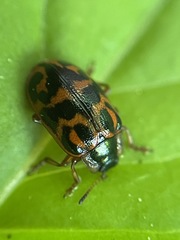 Chrysomela mainensis