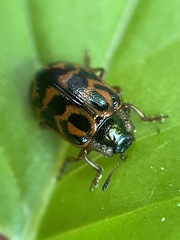 Chrysomela mainensis