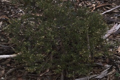 Trymalium ledifolium