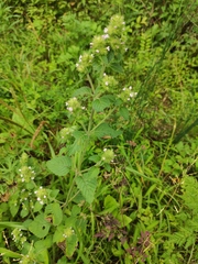 Clinopodium chinense