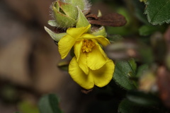 Hibbertia pilosa