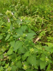Clinopodium chinense