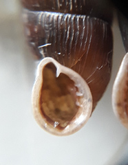 Laciniaria plicata
