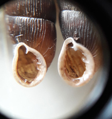 Laciniaria plicata