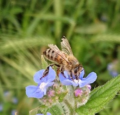 Apis mellifera