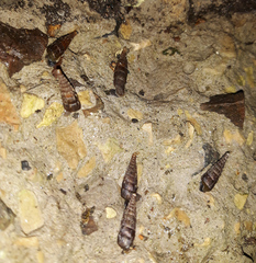 Laciniaria plicata