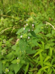 Clinopodium chinense