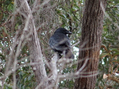Corvus coronoides perplexus