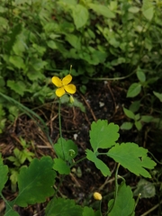 Chelidonium majus
