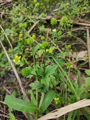 Ranunculus sieboldii
