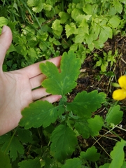 Chelidonium majus