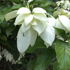 Mussaenda philippica