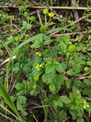 Ranunculus sieboldii